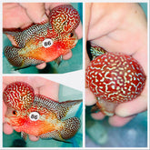 Kamfa Flowerhorn - 86